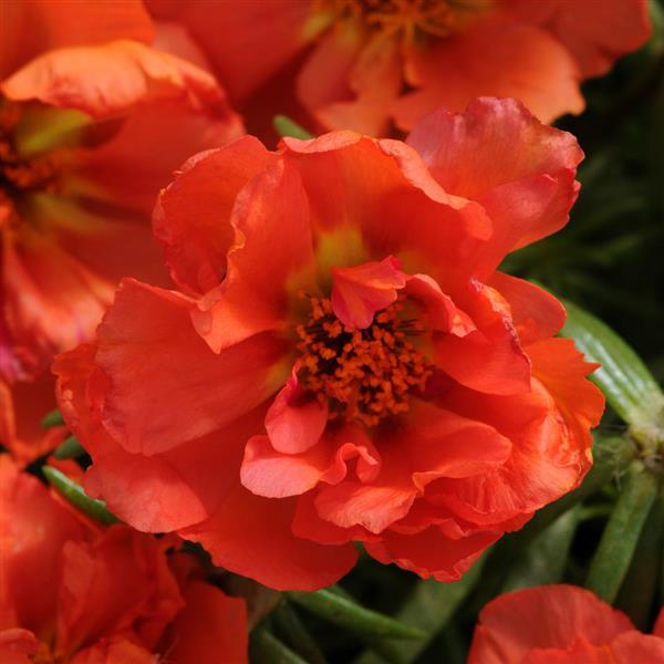 Happy Hour™ Orange Bloom