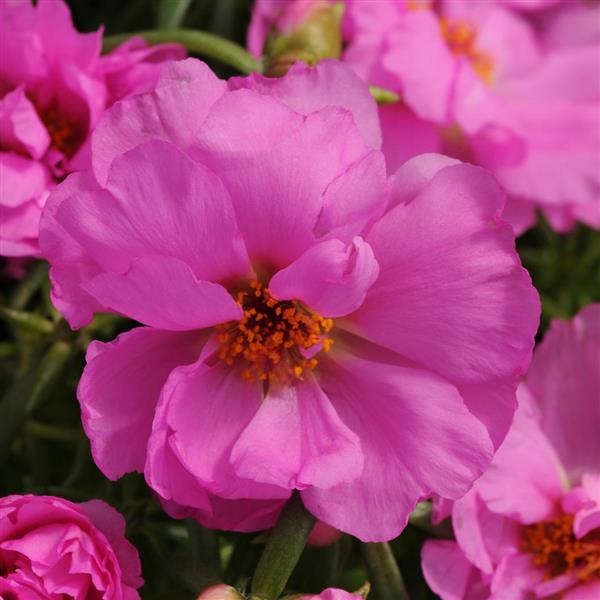 Happy Hour™ Rosita Bloom
