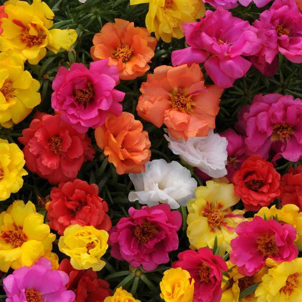 Happy Hour™ Mixture Bloom