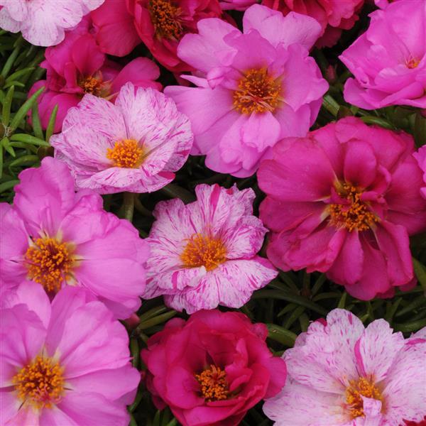 Happy Hour™ Pink Passion Mixture Bloom