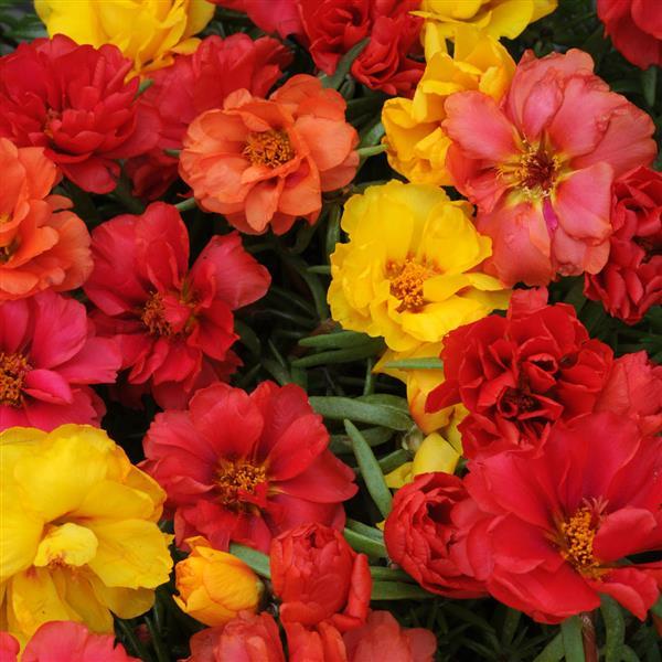 Happy Hour™ Tropical Mixture Bloom