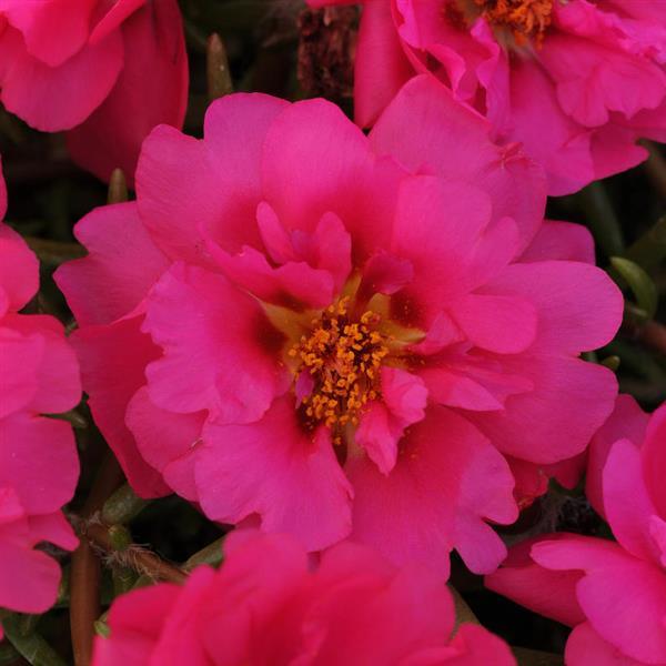 Happy Trails™ Fuchsia Bloom