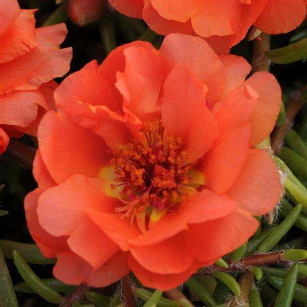 Happy Trails™ Orange Bloom