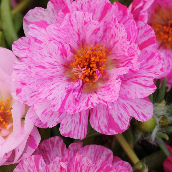 Happy Trails™ Peppermint Bloom