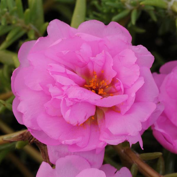 Happy Trails™ Pink Bloom