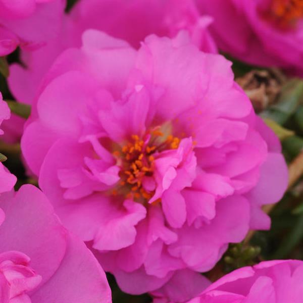 Happy Trails™ Rosita Bloom