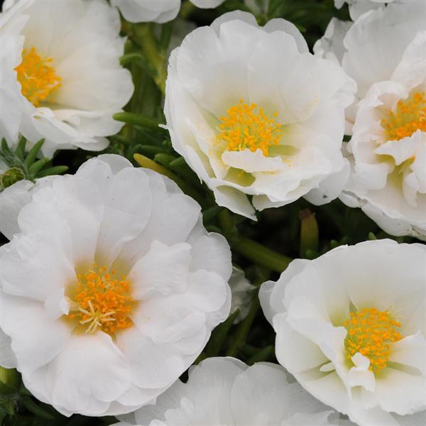 Happy Trails™ White Bloom