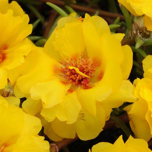 Happy Trails™ Yellow Bloom