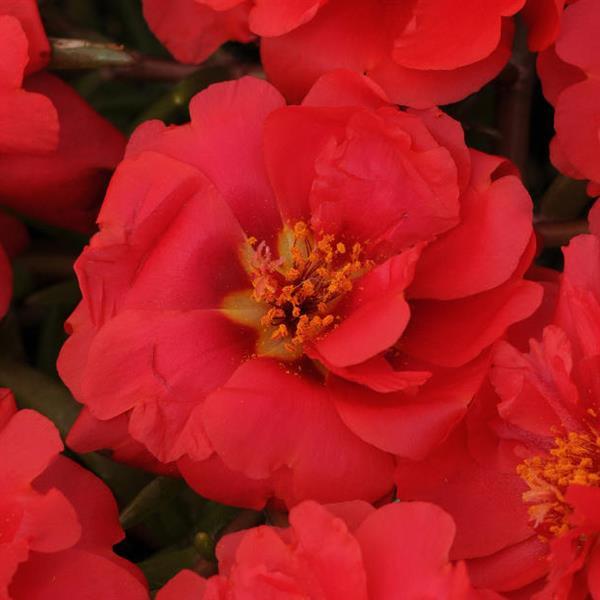 Happy Trails™ Deep Red Bloom