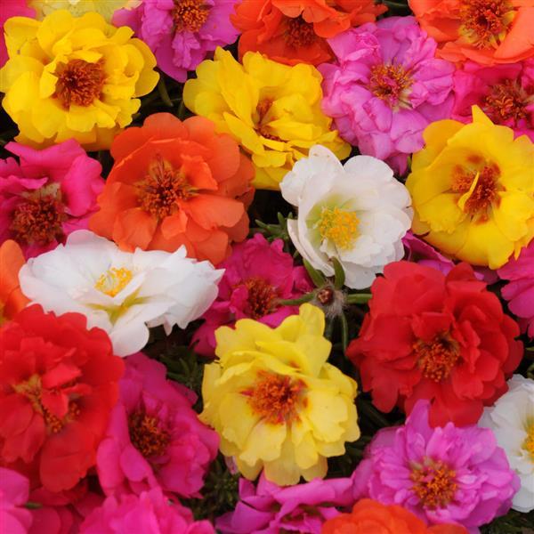 Happy Trails™ Mixture Bloom