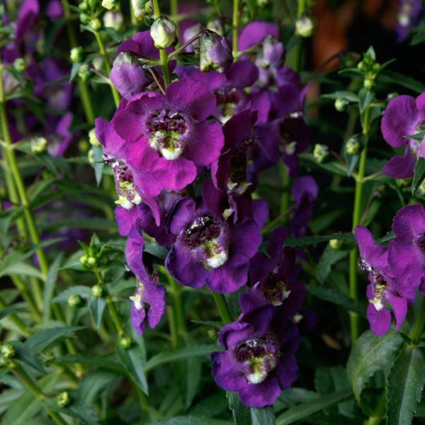 Angelissa™ Purple Bloom
