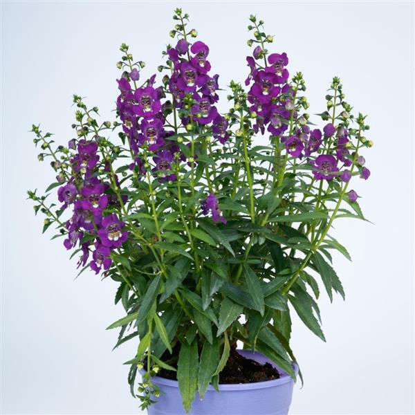 Angelissa™ Purple Container