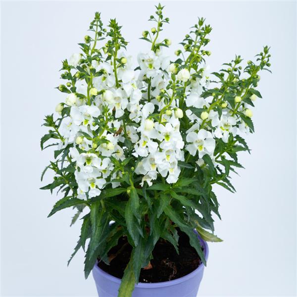 Angelissa™ White Container