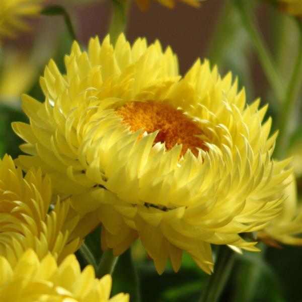 Dreamtime<sup>®</sup> Jumbo Yellow Bloom