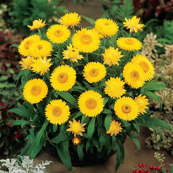Dreamtime<sup>®</sup> Jumbo Yellow Container
