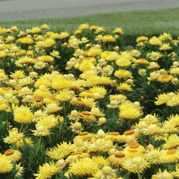 Dreamtime<sup>®</sup> Jumbo Yellow Landscape