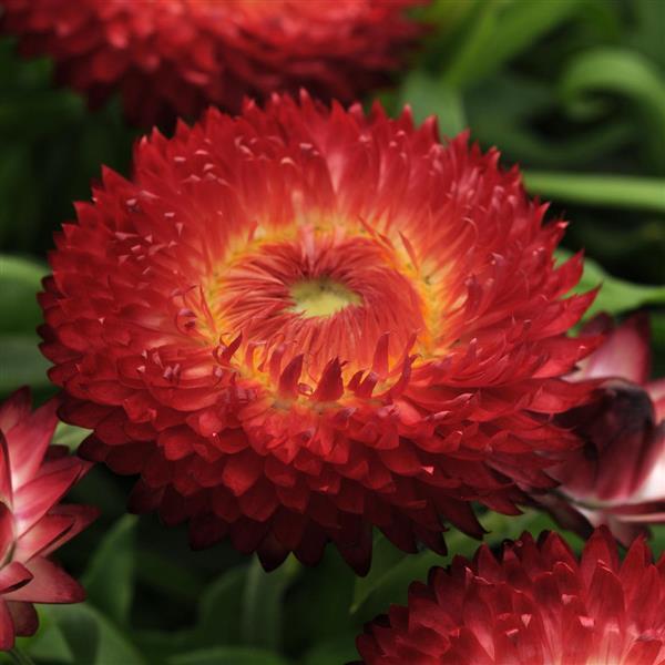 Dreamtime<sup>®</sup> Jumbo Red Bloom