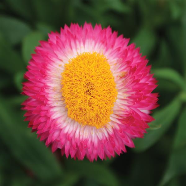 Dreamtime<sup>®</sup> Jumbo Rose Bloom