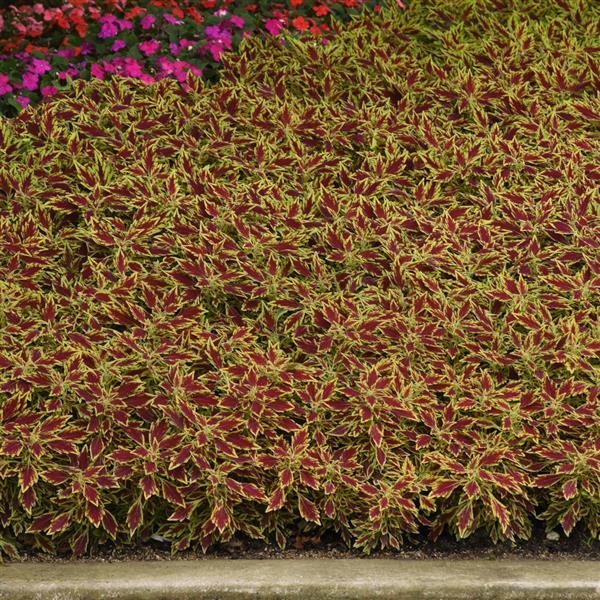 FlameThrower™ Serrano Landscape