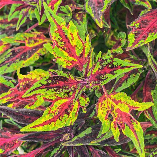 FlameThrower™ Chili Pepper Bloom
