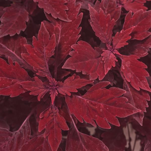 FlameThrower™ Salsa Roja Bloom