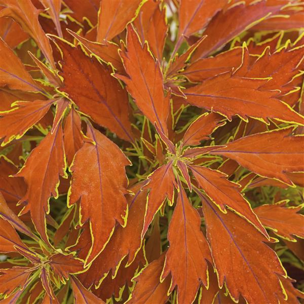 FlameThrower™ Cajun Spice Bloom