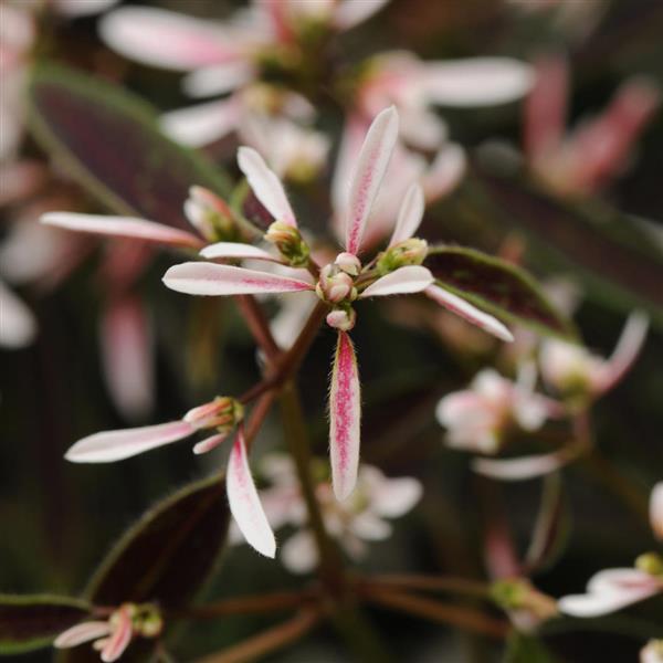 Breathless<sup>®</sup> Blush Bloom