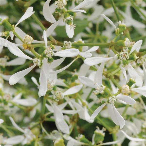 Breathless<sup>®</sup> White Bloom