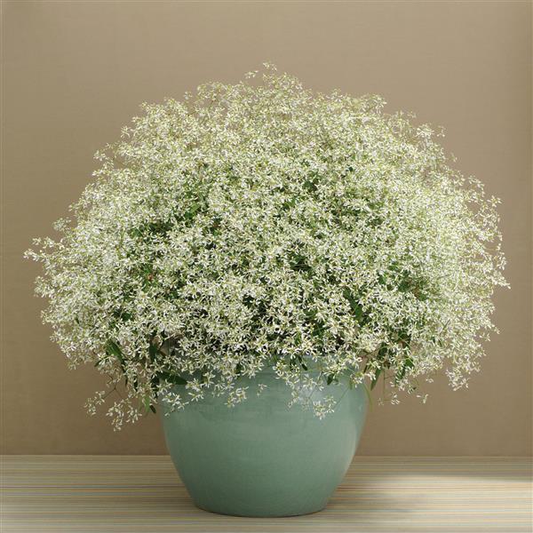 Breathless<sup>®</sup> White Container