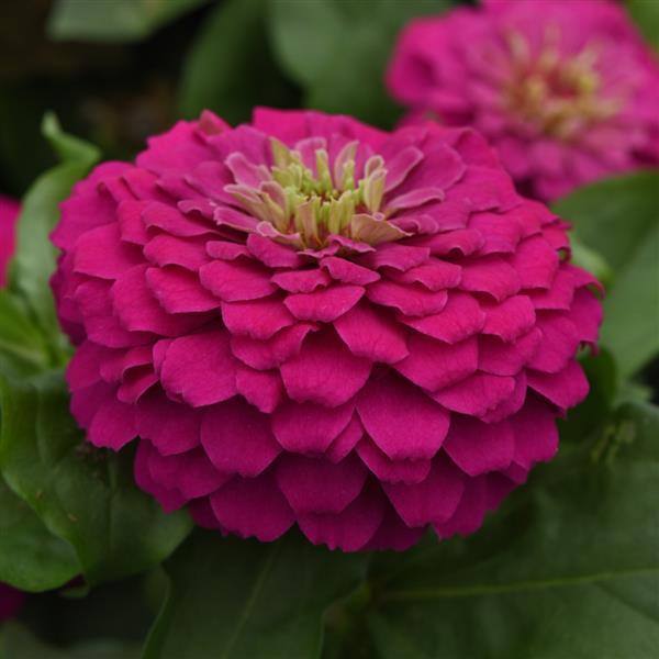Zesty™ Fuchsia Bloom