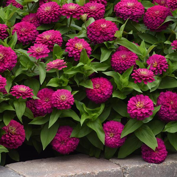 Zesty™ Fuchsia Commercial Landscape 1