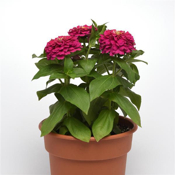 Zesty™ Fuchsia Container