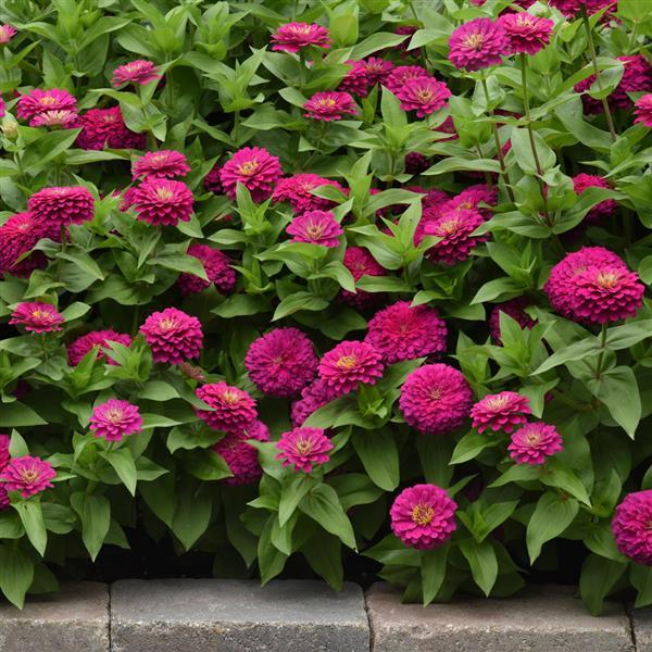 Zesty™ Fuchsia Landscape