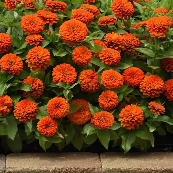 Zesty™ Orange Commercial Landscape 2
