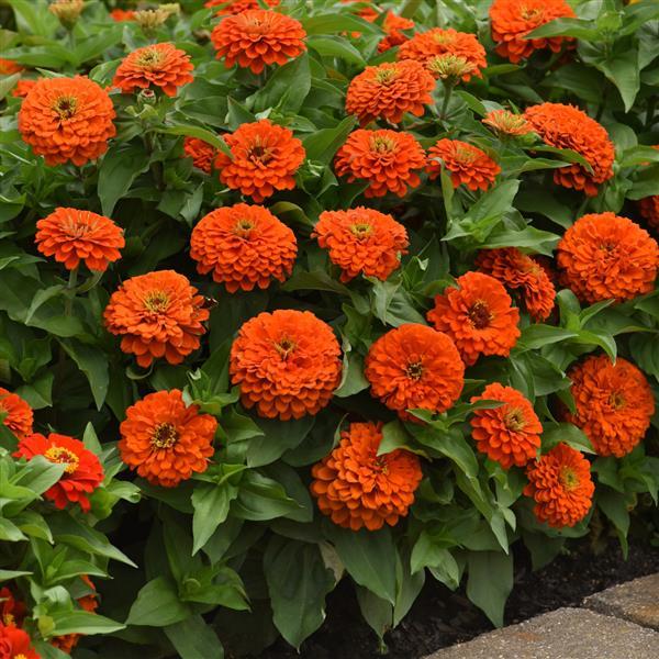 Zesty™ Orange Landscape