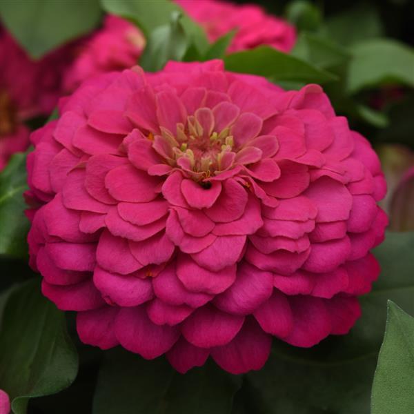 Zesty™ Pink Bloom
