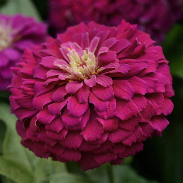 Zesty™ Purple Bloom