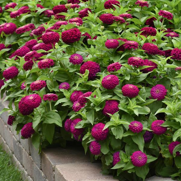 Zesty™ Purple Commercial Landscape 1