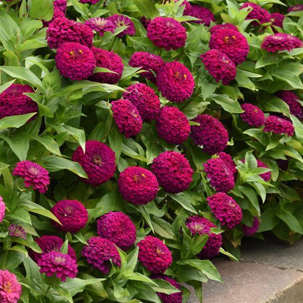 Zesty™ Purple Commercial Landscape 3