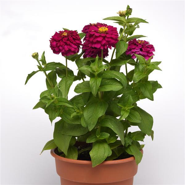 Zesty™ Purple Container