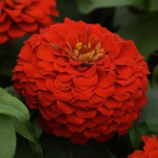 Zesty™ Scarlet Bloom
