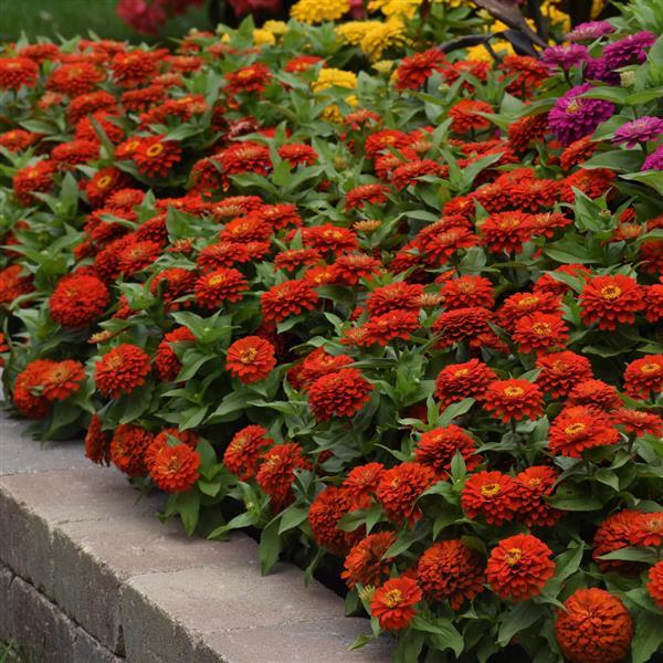 Zesty™ Scarlet Commercial Landscape 1