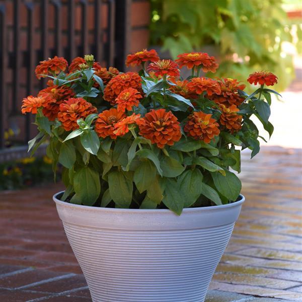 Zesty™ Scarlet Container