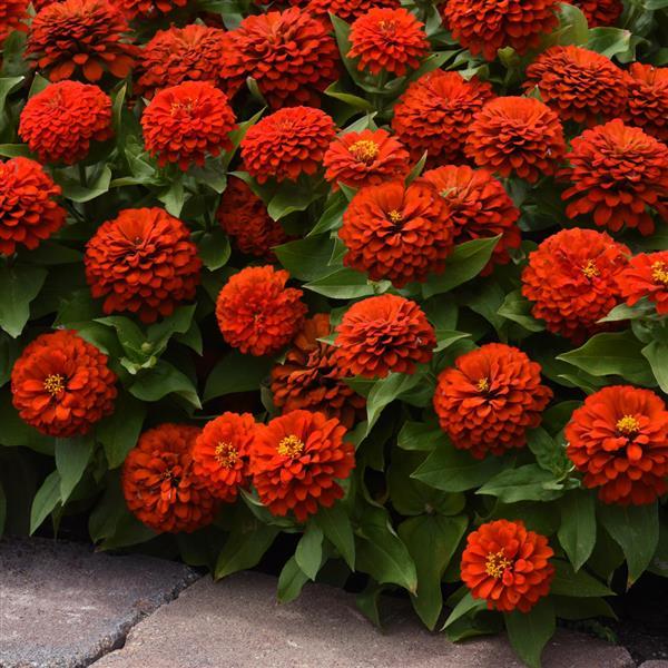 Zesty™ Scarlet Landscape