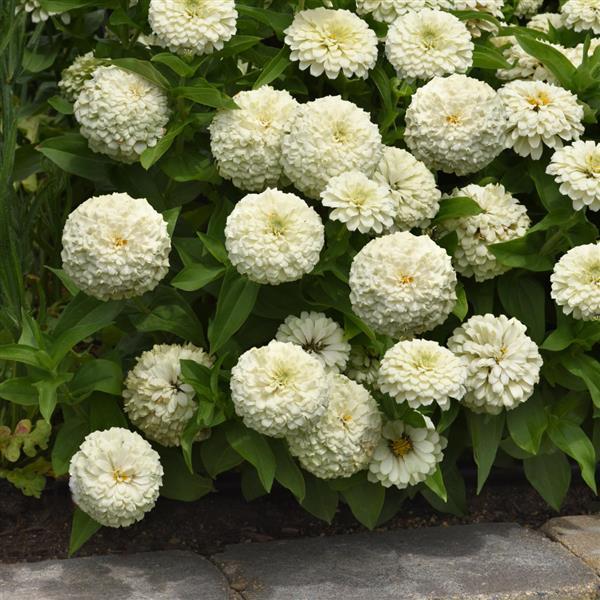 Zesty™ White Landscape