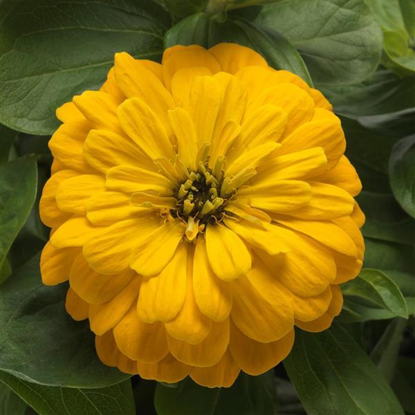 Zesty™ Yellow Bloom