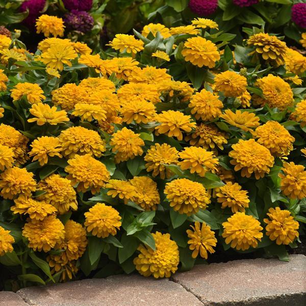 Zesty™ Yellow Commercial Landscape 2