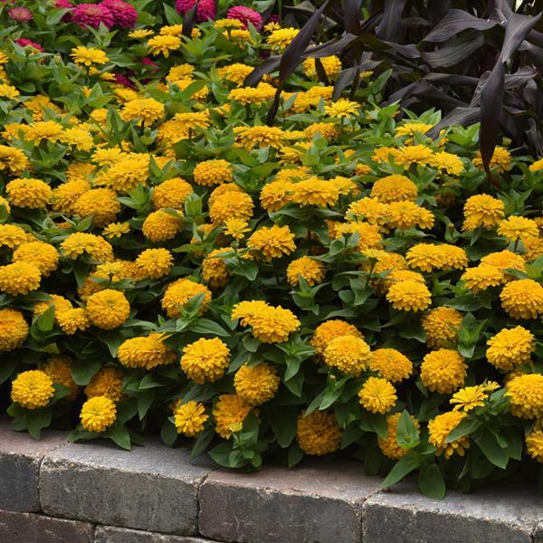 Zesty™ Yellow Landscape