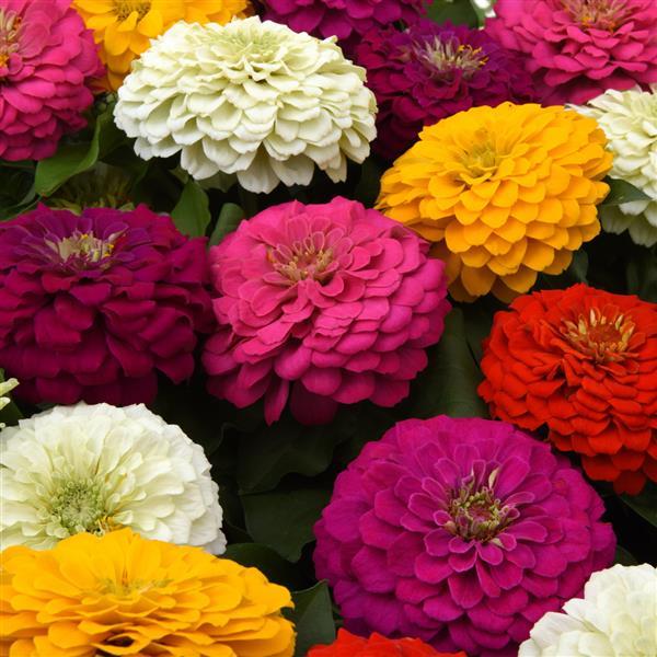 Zesty™ Mixture Bloom