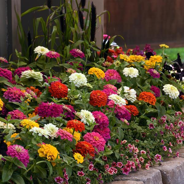 Zesty™ Mixture Commercial Landscape 1